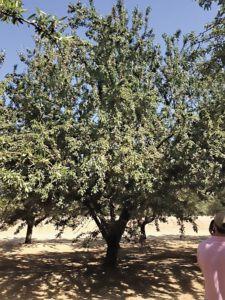 Cornerstone Rootstock