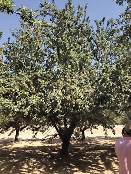 Cornerstone Rootstock