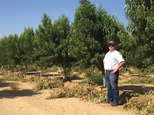 Guardian® cv. BY520-9 Rootstock