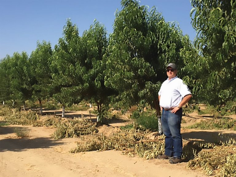 Guardian® cv. BY520-9 Rootstock