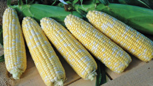 Siegers Seed Company 2016 Vegetable Variety Showcase