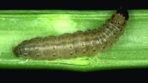 Three Snap Bean Pests To Watch In The Coming Season
