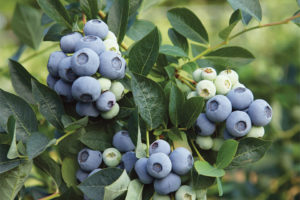 Blue Ribbon