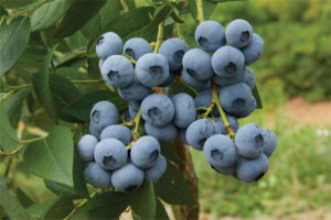 Calypso
