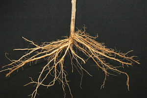 BB 106® Rootstock