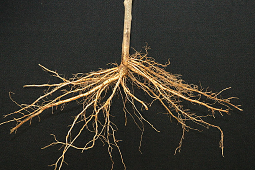 BB 106® Rootstock