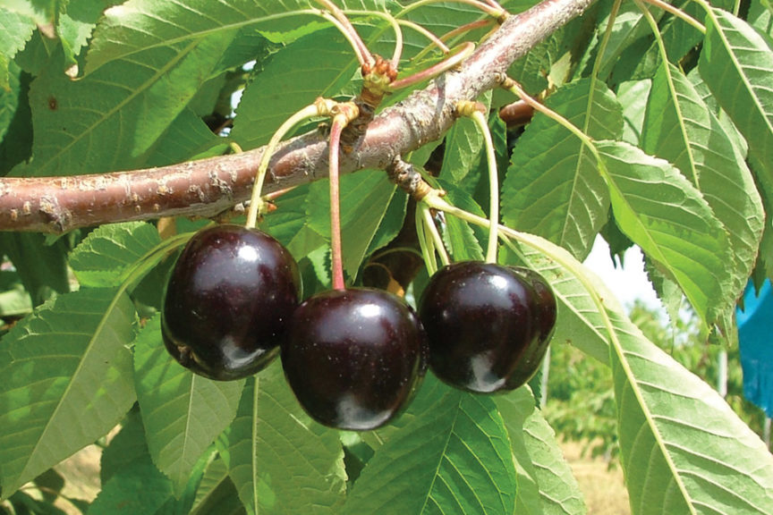 BlackPearl®