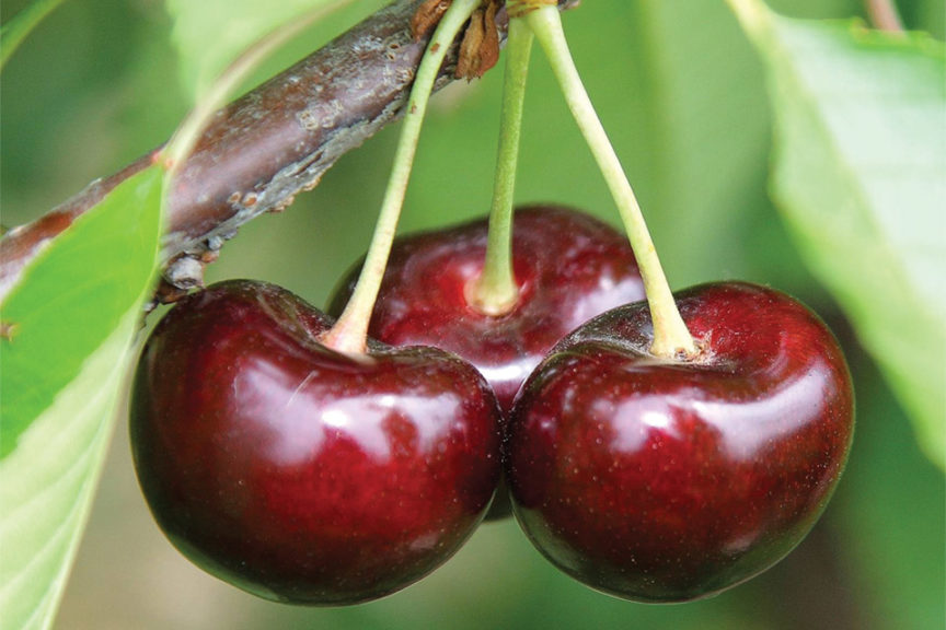 BurgundyPearl®