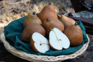 Cinnamon Pear™
