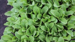 'Fresh Pak' (Sakata Seed America and Rupp Seeds)