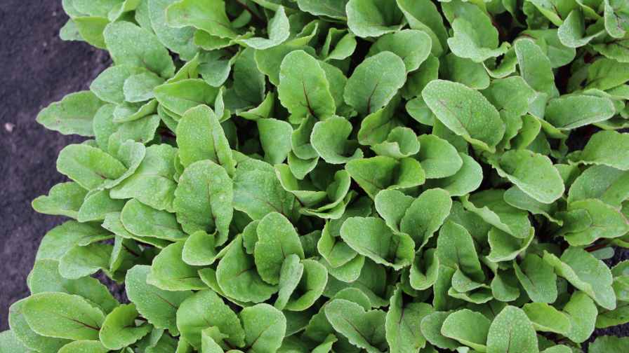 'Fresh Pak' (Sakata Seed America and Rupp Seeds)