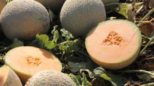 2016 Vegetable Variety Trials