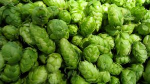 A Hops Crop To Be Thankful For
