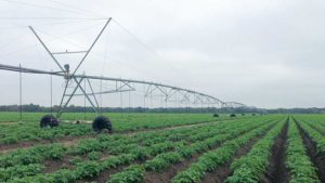 Florida Ag Commissioner Announces New Clean Water Initiative