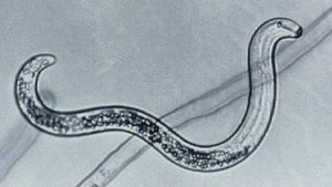 Bacteria May Help Control Lesion Nematodes