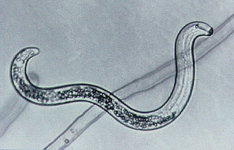 Bacteria May Help Control Lesion Nematodes