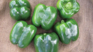 Rispens Seeds 2016 Vegetable Variety Showcase