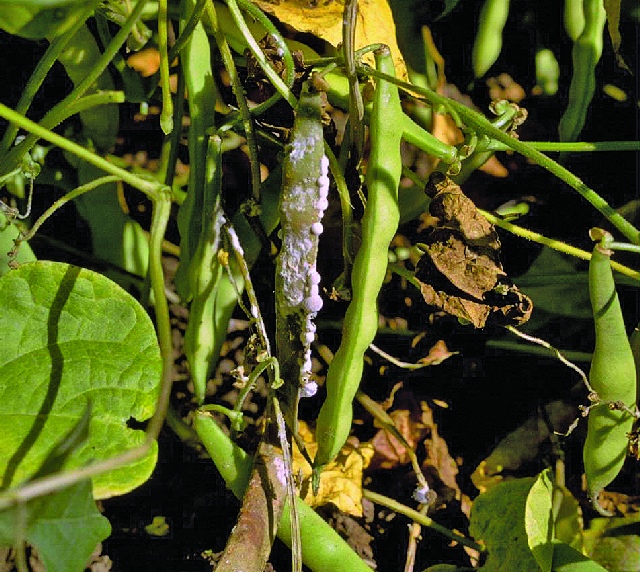 Spot Sclerotinia Before It Stops Your Vegetable Crop