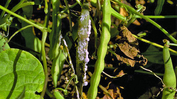 sclerotinia symptoms
