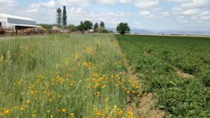 Attract Pollinators To Your Farm