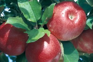 Honeycrisp
