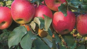 Stark Bro’s Nurseries & Orchards Co. 2017 Variety Showcase [Slideshow]