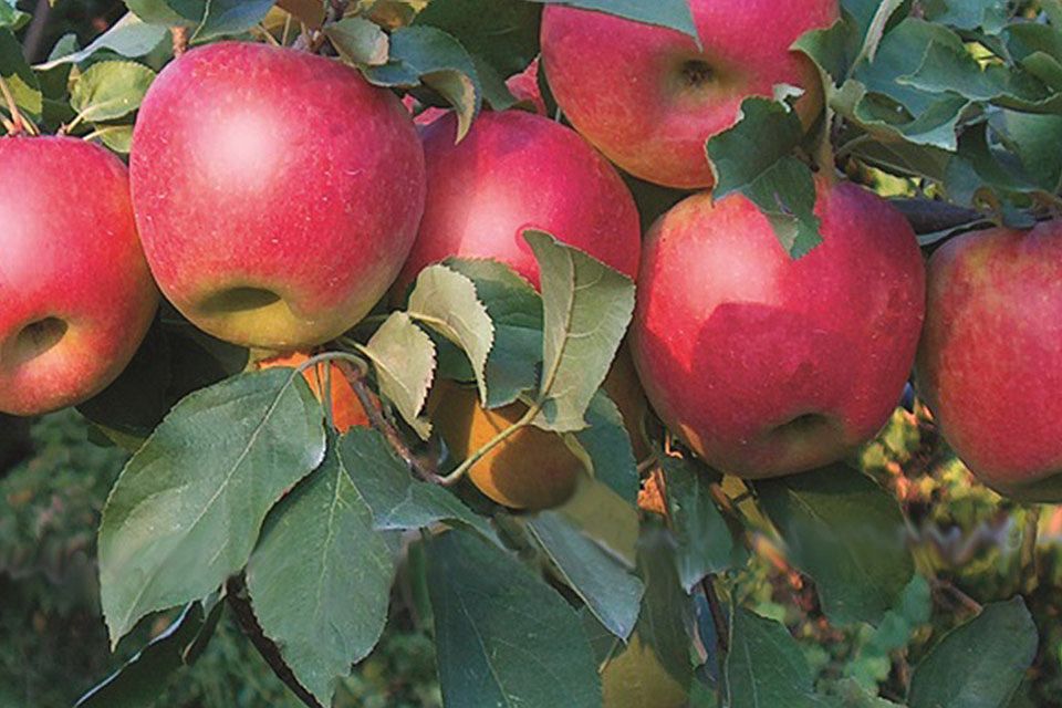 Stark Bro’s Nurseries & Orchards Co. Celebrates 200th Anniversary