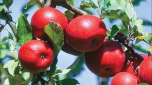 Michigan Grower Named to Lead USApple Association