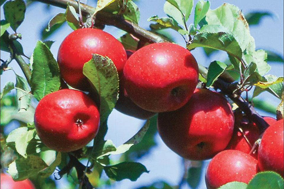 Michigan Grower Named to Lead USApple Association