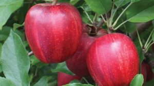 Summit Tree Sales 2017 Variety Showcase [Slideshow]