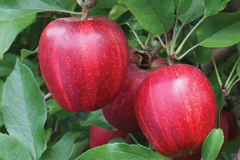 Summit Tree Sales 2017 Variety Showcase [Slideshow]