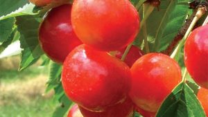 Monster Sweet Cherry Crop Expected