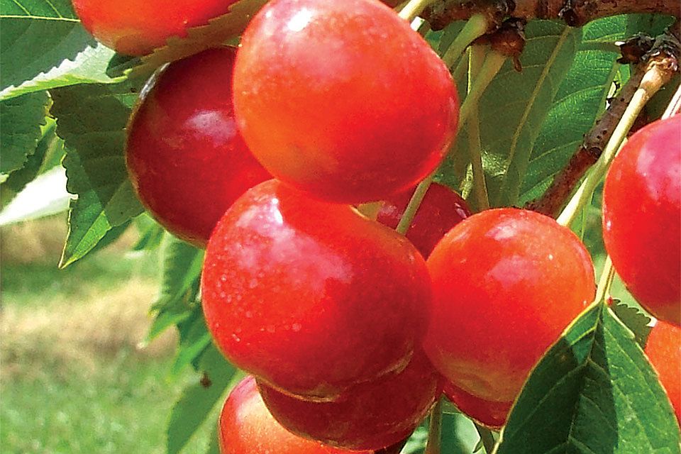 Monster Sweet Cherry Crop Expected