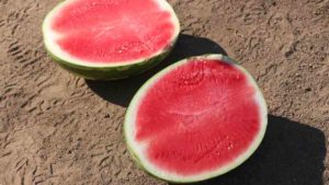 An Education On Varieties [opinion]