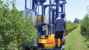 Going High Density In Tart Cherries