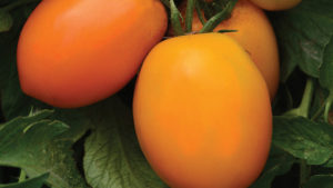 Harris Seeds 2016 Vegetable Variety Showcase