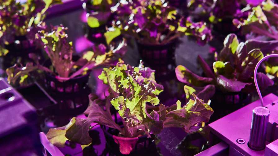 Vertical Farming Innovator Urban Crops Opens U.S. Regional Headquarters