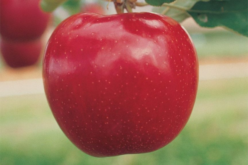 Red Jonaprince