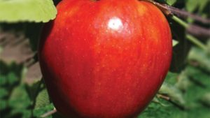 Van Well Nursery 2017 Variety Showcase [Slideshow]