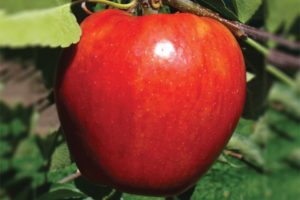 Red Rubens®