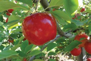 Royal Red Honeycrisp®