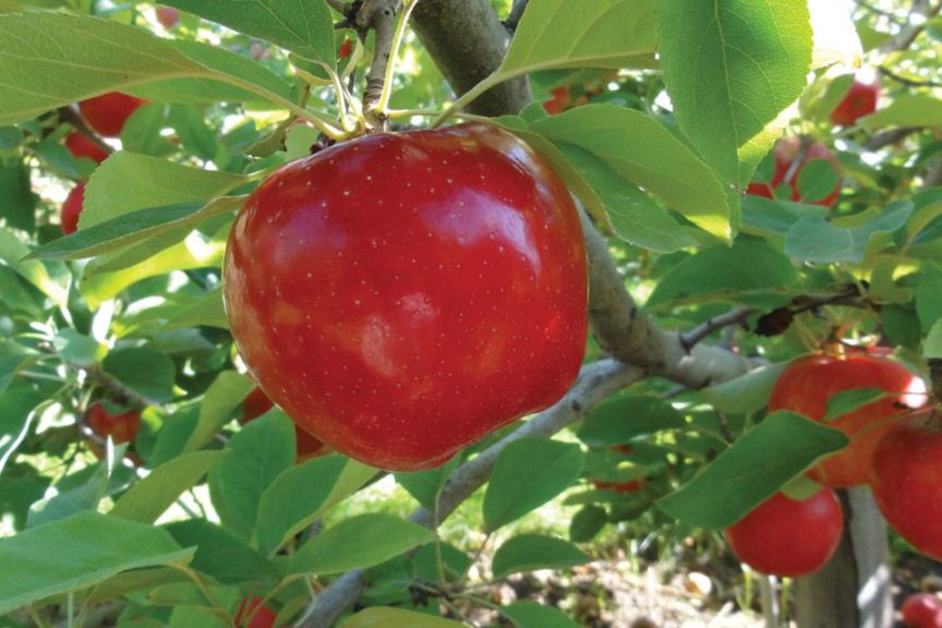 Royal Red Honeycrisp®