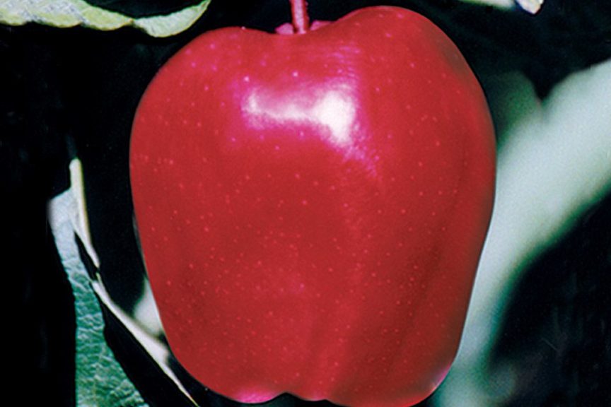 Scarlet Spur II Red Delicious