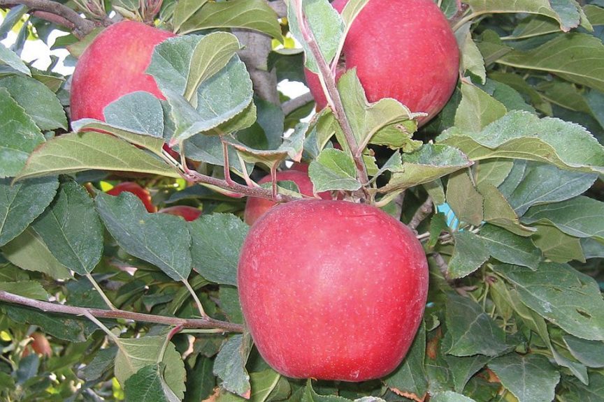 Cameron Select® Honeycrisp