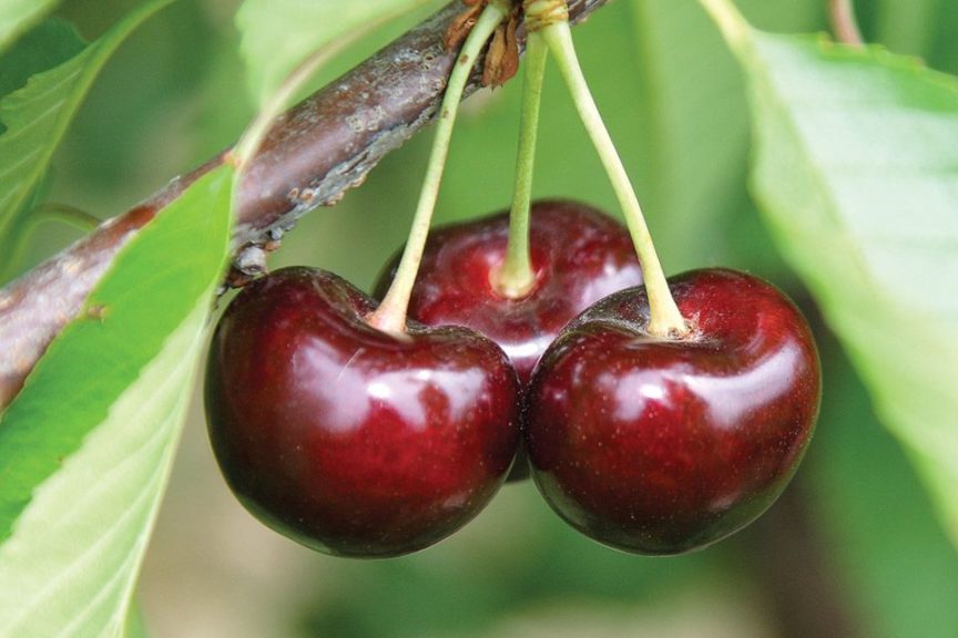 BurgundyPearl® 