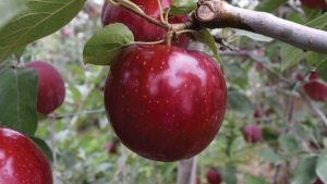 Willow Drive Nursery 2017 Variety Showcase [Slideshow]
