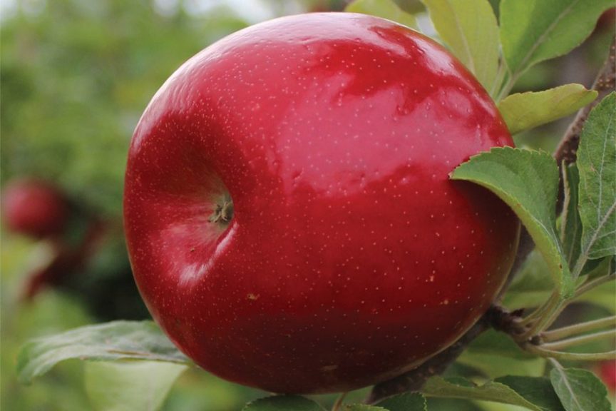 Royal Red Honeycrisp®