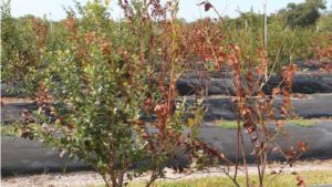 Florida Blueberry Growers Warned To Watch For New Deadly Disease