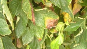 Gray Mold a Problem for Many Crops