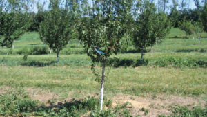 Tips To Keep Your Stone Fruit Orchard Clean